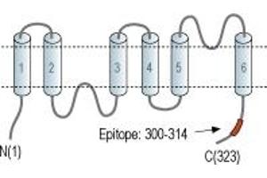 Representative domain view of the target of ABIN7581826.