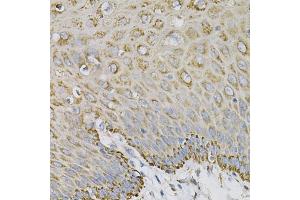 Immunohistochemistry of paraffin-embedded human esophagus using EFNA1 Antibody (ABIN1876529) at dilution of 1:100 (40x lens). (Ephrin A1 抗体)