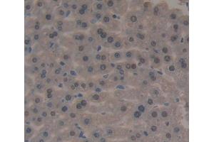 IHC-P analysis of Mouse Tissue, with DAB staining. (FOXP3 抗体  (AA 190-412))