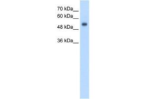 WB Suggested Anti-GPR161 Antibody Titration:  2. (GPR161 抗体  (N-Term))