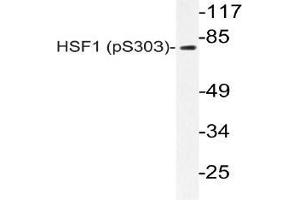 Western blot (WB) analyzes of p-HSF1 antibody in extracts from A549 PMA cells. (HSF1 抗体  (pSer303))
