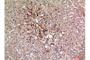 Immunohistochemistry (IHC) analysis of paraffin-embedded Human Liver, antibody was diluted at 1:100. (TRAFs and NIK-Associated Protein (TNAP) (Internal Region) 抗体)