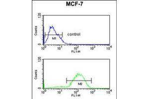 Flow cytometric analysis of MCF-7 cells (bottom histogram) compared to a negative control cell (top histogram). (HSD11B2 抗体  (AA 277-306))