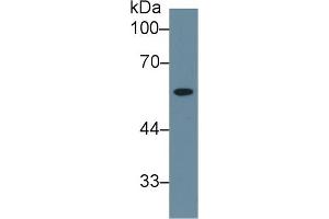 Western Blot; Sample: Human Liver lysate; Primary Ab: 1µg/ml Rabbit Anti-Human NEU Antibody Second Ab: 0. (NEU1 抗体  (AA 47-415))