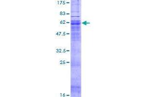 GPR77 Protein (AA 1-337) (GST tag)