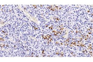 Detection of PRL in Porcine Pituitary Tissue using Monoclonal Antibody to Prolactin (PRL) (Prolactin 抗体  (AA 29-227))
