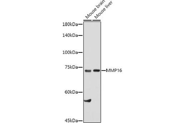 MMP16 anticorps  (AA 290-565)