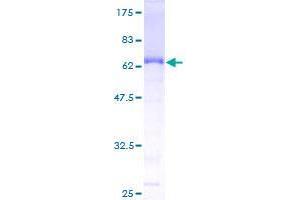 EAF1 Protein (AA 1-268) (GST tag)