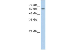 WB Suggested Anti-SLC38A1 Antibody Titration:  2. (SLC38A1 抗体  (Middle Region))