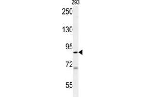 WDR48 Antibody (C-term) western blot analysis in 293 cell line lysates (35 µg/lane). (WDR48 抗体  (C-Term))