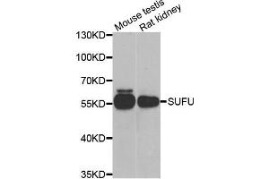 Western blot analysis of extracts of mouse testis and rat kidney cell lines, using SUFU antibody. (SUFUH 抗体)