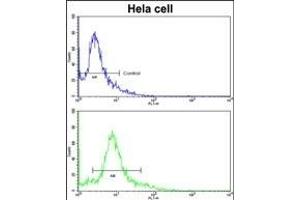 Flow cytometric analysis of hela cells using PID/MTA2 Antibody (C-term)(bottom histogram) compared to a negative control cell (top histogram). (MTA2 抗体  (C-Term))
