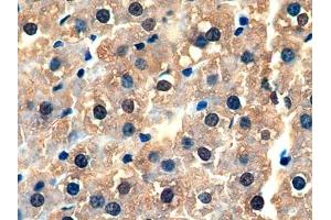 Detection of GSTa3 in Rat Liver Tissue using Polyclonal Antibody to Glutathione S Transferase Alpha 3 (GSTa3) (GSTA3 抗体  (AA 1-221))