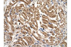 SLC17A5 antibody was used for immunohistochemistry at a concentration of 4-8 ug/ml.