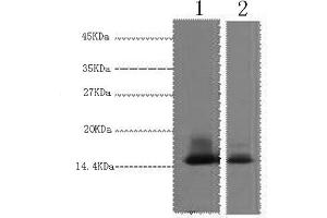 Western Blotting (WB) image for anti-Lactalbumin, alpha- (LALBA) antibody (ABIN5959646) (LALBA 抗体)