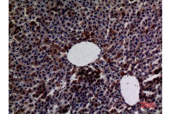 Amylase 抗体  (N-Term)