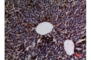 Immunohistochemistry (IHC) analysis of paraffin-embedded Rat Liver, antibody was diluted at 1:100. (Amylase 抗体  (N-Term))