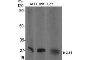 Western Blot (WB) analysis of specific cells using 14-3-3 beta Polyclonal Antibody. (YWHAB 抗体  (Internal Region))