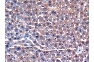 DAB staining on IHC-P; Samples: Mouse Liver Tissue (GSTA3 抗体  (AA 1-221))