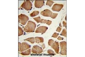Formalin-fixed and paraffin-embedded human skeletal muscle reacted with NRP1 Antibody (C-term), which was peroxidase-conjugated to the secondary antibody, followed by DAB staining. (Neuropilin 1 抗体  (C-Term))