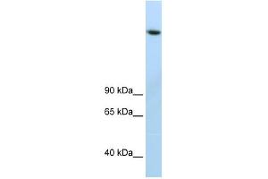 JMJD1B antibody (20R-1218) used at 0. (KDM3B 抗体  (C-Term))