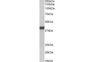 ABIN5539507 (0. (Cardiac Troponin T2 抗体  (C-Term))