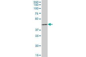 HCCS MaxPab polyclonal antibody. (HCCS 抗体  (AA 1-268))
