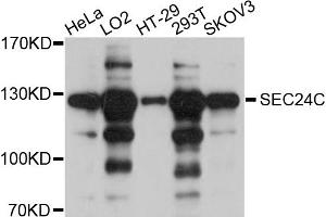 Western blot analysis of extracts of various cell lines, using SEC24C antibody (ABIN4905108) at 1:1000 dilution. (SEC24C 抗体)