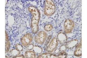 Immunoperoxidase of monoclonal antibody to ALDH1L1 on formalin-fixed paraffin-embedded human kidney. (ALDH1L1 抗体  (AA 803-902))