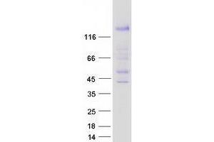 Validation with Western Blot (TSHZ3 Protein (Myc-DYKDDDDK Tag))