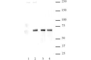 NFκB p65 phospho Ser536 pAb tested by Western blot. (NF-kB p65 抗体  (pSer536))