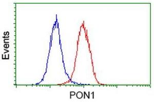 Image no. 1 for anti-Paraoxonase 1 (PON1) antibody (ABIN1500347) (PON1 抗体)