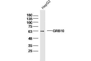 HepG2 lysates probed with GRB10 Polyclonal Antibody, Unconjugated  at 1:300 dilution and 4˚C overnight incubation. (GRB10/14 (AA 501-594) 抗体)