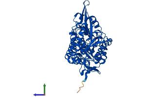 Protein Structure (PS) image for Aldehyde Dehydrogenase 8 Family, Member A1 (ALDH8A1) (AA 1-487) protein (His tag) (ABIN7551998)