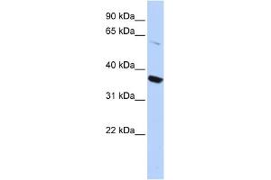 WB Suggested Anti-KCNA10 Antibody Titration:  0. (KCNA10 抗体  (N-Term))