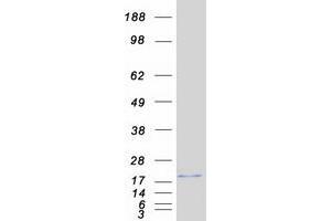 Western Blotting (WB) image for ISG15 Ubiquitin-Like Modifier (ISG15) protein (Myc-DYKDDDDK Tag) (ABIN2723822)