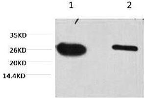Western blot analysis of GFP transfected Hela, diluted at 1) 1:5000, 2) 1:10000. (GFP 抗体)
