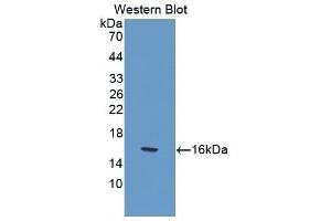 Western Blotting (WB) image for anti-Interleukin 17 (IL17) (AA 22-158) antibody (ABIN3209503) (IL-17 抗体  (AA 22-158))