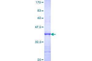 Image no. 1 for ADP-Ribosylation Factor-Like 5B (ARL5B) (AA 81-179) protein (GST tag) (ABIN1345620)