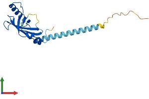 Protein Structure (PS) image for Core-Binding Factor, beta Subunit (CBFB) (AA 1-187) protein (His tag) (ABIN7556918)