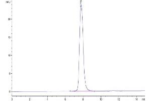 The purity of Cynomolgus PDGFR beta is greater than 95 % as determined by SEC-HPLC. (PDGFRB Protein (AA 33-531) (His tag))