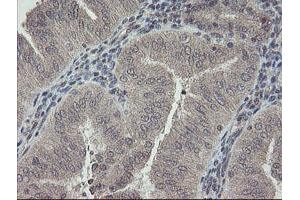 Image no. 7 for anti-RNA Binding Protein with Multiple Splicing (RBPMS) antibody (ABIN1500647) (RBPMS 抗体)