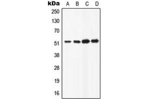 Western blot analysis of ATP6AP1 expression in HeLa (A), HepG2 (B), Raw264. (ATP6AP1 抗体  (C-Term))
