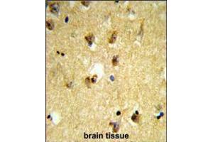 Formalin-fixed and paraffin-embedded human brain tissue reacted with KCTD12 Antibody , which was peroxidase-conjugated to the secondary antibody, followed by DAB staining. (KCTD12 抗体  (AA 242-269))