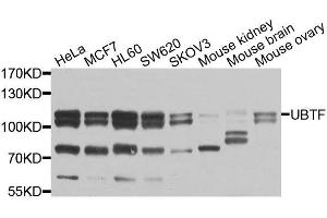 Western blot analysis of extracts of various cell lines, using UBTF antibody (ABIN6003579) at 1/1000 dilution. (UBTF 抗体)