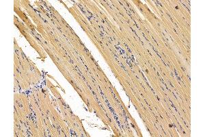 ABIN7095944 and ABIN7100006 at 1/100 staining rat muscle tissue by IHC-P. (CHMP5 抗体)