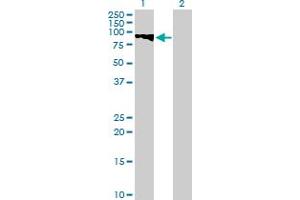 Western Blot analysis of GTSE1 expression in transfected 293T cell line by GTSE1 MaxPab polyclonal antibody. (GTSE1 抗体  (AA 1-720))