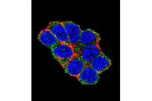 Confocal immunofluorescent analysis of SOX2 Antibody (Center) (ABIN6243286 and ABIN6577389) with 293 cell followed by Alexa Fluor 488-conjugated goat anti-rabbit lgG (green). (SOX2 抗体  (AA 89-119))