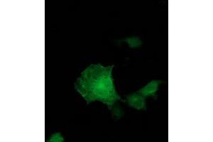 Anti-ADH1B mouse monoclonal antibody (ABIN2454477) immunofluorescent staining of COS7 cells transiently transfected by pCMV6-ENTRY ADH1B (RC205391). (ADH1B 抗体)