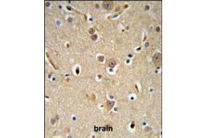 NEDD4 Antibody IHC analysis in formalin fixed and paraffin embedded brain tissue followed by peroxidase conjugation of the secondary antibody and DAB staining. (NEDD4 抗体  (C-Term))